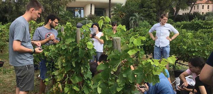 Etudiants du master international Vinefera autour de la vigne expérminentale sur le campus de La Gaillarde - Institut Agro Montpellier